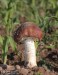 límcovka obrovská (Houby), Stropharia rugosoannulata (Fungi)